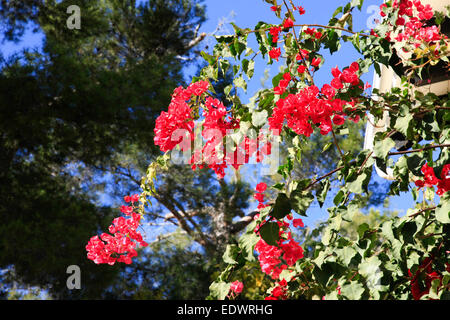 Bouganville rosse e blu cielo Foto Stock