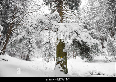 Barra gialla segnando un sentiero escursionistico su un albero in inverno Foto Stock