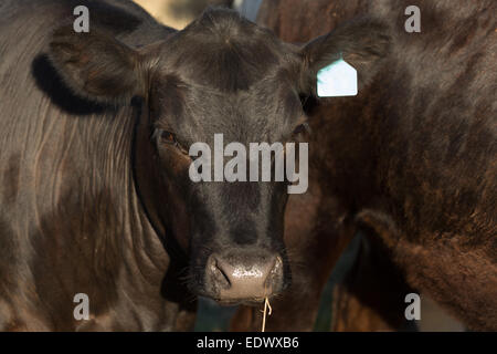 Un vicino la fotografia di un Black Angus mucca in una fattoria nel centro di western NSW, Australia. Foto Stock