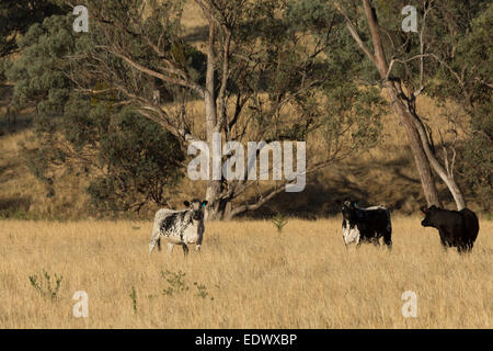 Una fotografia di un qualche Speckle Park il bestiame in una fattoria in central western NSW, Australia. Foto Stock