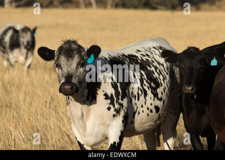 Una fotografia di un qualche Speckle Park il bestiame in una fattoria in central western NSW, Australia. Foto Stock