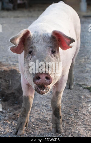 Divertenti permanente di maiale vista frontale sulla fattoria degli animali sfondo Foto Stock