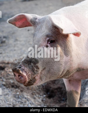 Big Pig muso rosa vista di profilo su sfondo all'aperto Foto Stock