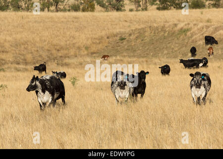 Una fotografia di un qualche Speckle Park il bestiame in una fattoria in central western NSW, Australia. Foto Stock