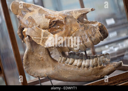 Dino preistorici cranio fossile con grandi ganasce closeup Foto Stock