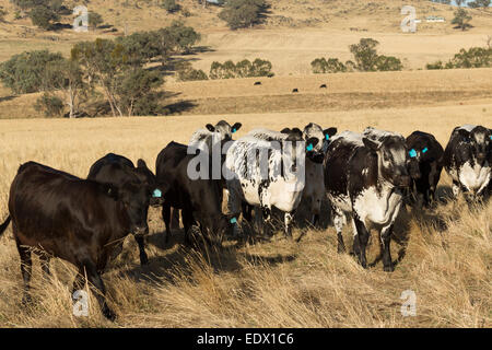 Una fotografia di un qualche Speckle Park il bestiame in una fattoria in central western NSW, Australia. Foto Stock