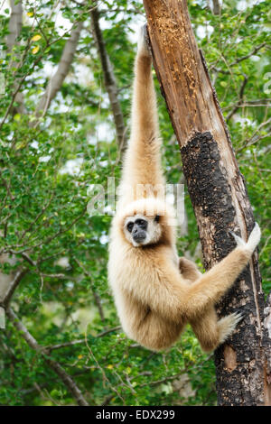 Gibbone (Hylobates lar) salire albero nella foresta ,Chiangrai ,Thailandia Foto Stock