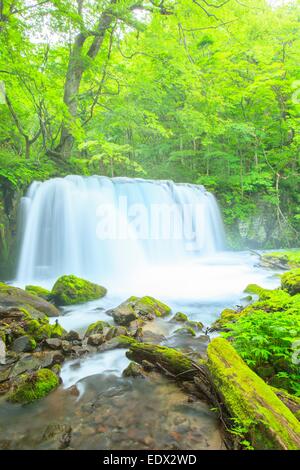 Flusso Oirase, Cyoushiootaki, Aomori, Giappone Foto Stock