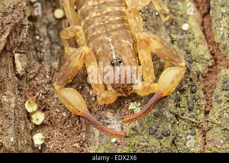 La famiglia Buthidae Scorpion su un tronco di albero a Phu Khieo Wildlife Sanctuary, Thailandia. Foto Stock