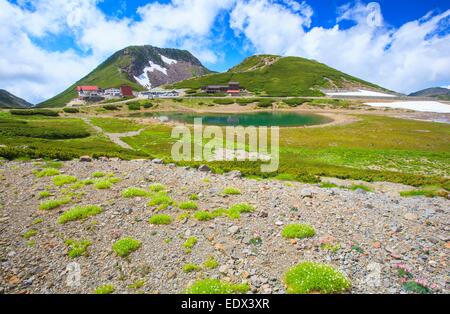 Estate di Mt. Norikura, pianta alpina, Nagano, Gifu, Giappone Foto Stock