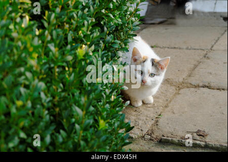 Bianco gatto giovani guardando dietro una boccola Foto Stock