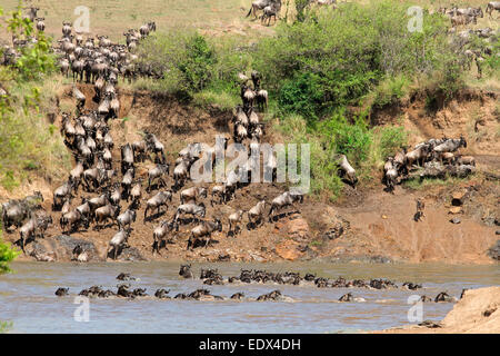 Blu migratori GNU (Connochaetes taurinus) attraversando il fiume Mara, il Masai Mara riserva nazionale, Kenya Foto Stock