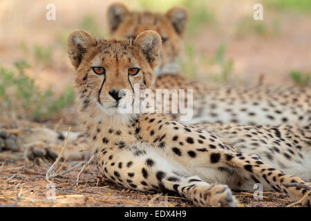 Alert ghepardo (Acinonyx jubatus), Deserto Kalahari, Sud Africa Foto Stock