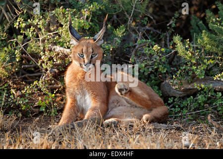 Un caracal (Felis caracal) di appoggio in habitat naturale, Addo Elephant National Park, Sud Africa Foto Stock