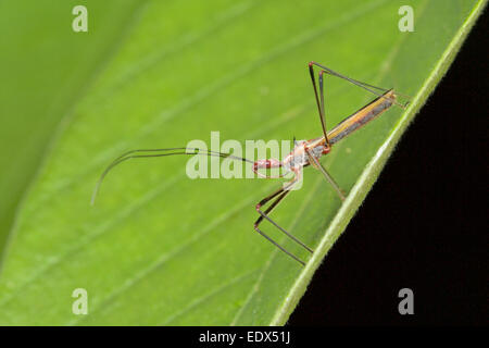 Assassin Bug (Reduviidae). Reduviidae (dal contenuto genere, Reduvius, che deriva dal latino reduvia, il significato di "hangnail Foto Stock