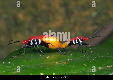 Pyrrhocoridae bug in accoppiamento Kaeng Krachan National Park, Thailandia. Foto Stock
