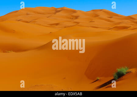 Merzouga Erg Chebbi, Merzouga dune di sabbia del deserto del Sahara, Marocco, Maghreb, Nord Africa Foto Stock