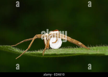 Dolomedes femmina con uovo sac. Dolomedes è un genere di grandi ragni della famiglia Pisauridae. Essi sono noti anche come la pesca s Foto Stock