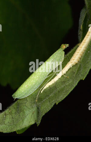 Tropidomantis tenera è una specie di mantide religiosa ha trovato nel Sud Est Asiatico. Femmina con uovo sac (ootheca) Foto Stock