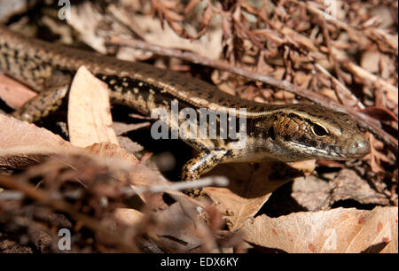 Acqua orientale Skink (Eulamprus quoyii) nel Parco Nazionale di Lane Cove, Sydney, Nuovo Galles del Sud, Australia Foto Stock