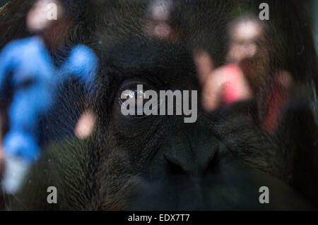 Pechino, Argentina. Gen 5, 2015. L'orangutan di Sumatra, Sandra, reagisce in una gabbia a Zoo di Buenos Aires a Buenos Aires, Argentina, 5 gennaio 2015. Un Argentino la giustizia ha riconosciuto i diritti di base come un non-umano oggetto di un orango tango che ha vissuto per vent'anni al Zoo di Buenos Aires e diede una risorsa del habeas corpus, una figura giuridica utilizzata per i casi di persone private della libertà, così l'Orango Tango Sandra, che sarà 29 anni in febbraio, possono essere trasferiti a un santuario e vivere quasi liberamente. © Martin Zabala/Xinhua/Alamy Live News Foto Stock