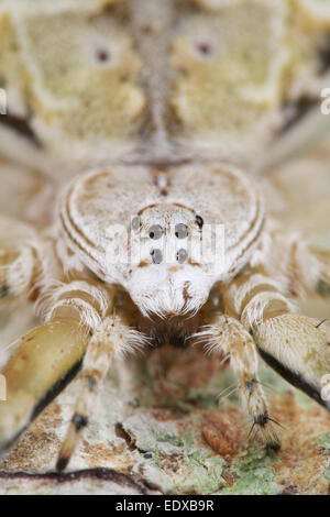 Il Hersilia (o lunga spinnered corteccia ragni) sono un genere di tronco di albero ragni nella famiglia Hersiliidae. Essi sono a volte kn Foto Stock