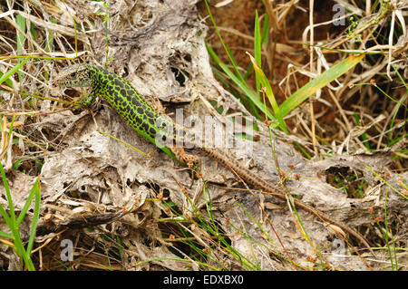 Femmina smeraldo iberica lucertola o Schreiber ramarro (Lacerta schreiberi) Foto Stock
