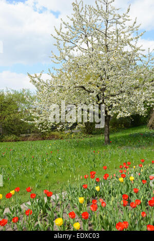 Parco in primavera con i tulipani sul prato e ciliegio Foto Stock