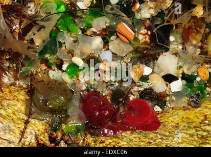 Di diverso colore anemoni beadlet (Actinia equina) in una vasca piena di detriti. Foto Stock