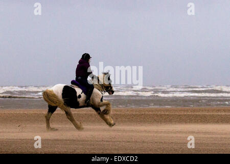 Southport, Merseyside, Regno Unito. Xi gennaio, 2015 UK Meteo. "I cavalli al galoppo'   cavallo Cavaliere, Hayley Davies, approfittando della lunga distesa di finissima sabbia ferma ad esercitare il suo cavallo, pur in condizioni difficili con vento di burrasca soffiata sabbia. Attività, sport, e inseguimenti sulla spiaggia di Ainsdale nonostante i forti venti, mare mosso e cielo nuvoloso. Credito: Mar fotografico/Alamy Live News Foto Stock