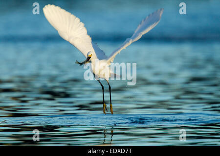 Nevoso Egretta garzetta thuja Tucson Pima County, Arizona, Stati Uniti 4 gennaio Adulti con Bluegill (Lepomis macrochir Foto Stock