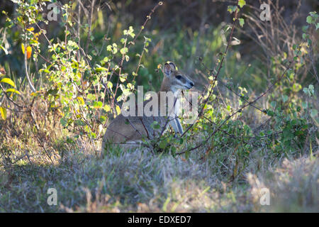 Agile wallaby in piedi nei boschi,Tyto Zone Umide,l'Australia Foto Stock