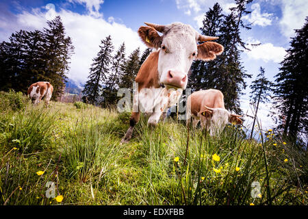 Alpi bavaresi le mucche al pascolo negli alpeggi di alta montagna in estate (Fleckvieh). Foto Stock