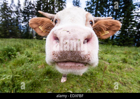 Alpi bavaresi mucca al pascolo negli alpeggi di alta montagna in estate (Fleckvieh). Foto Stock