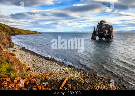 Hvitserkur o dinosaur rock off shore della penisola di Vatnsnes nel nord-ovest dell'Islanda Foto Stock