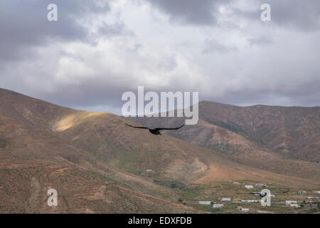 Raven sorvolare le montagne sotto un cielo grigio in Fuerteventura isole Canarie las palmas Spagna Foto Stock