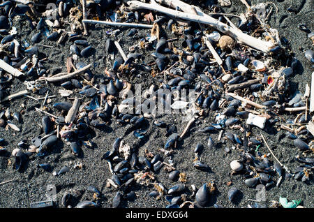 Mare, conchiglie e altri sulla sabbia nera vulcanica dovuto al Vesuvio eruzione del passato a Torre del Greco (Napoli) Foto Stock