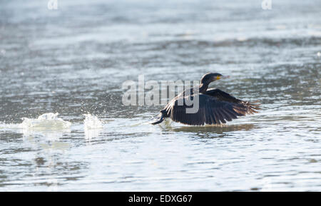 Cormorano, Phalacrocarax appoggiata dal Llobregat delta zone umide Foto Stock