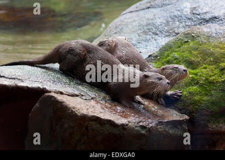 Asian small artigliato lontre nel Zoo Australiano, Beerwah,l'Australia Foto Stock