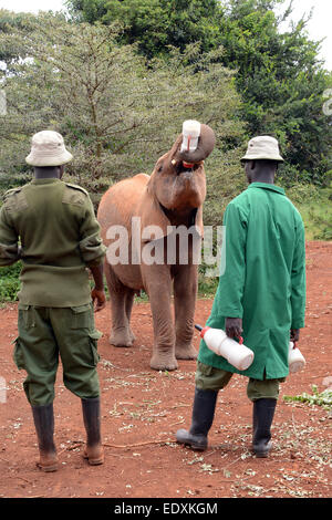 Giovane orfano al david sheldrick l'Orfanotrofio degli Elefanti di bere la formula da una bottiglia con la vista posteriore di due custodi Foto Stock