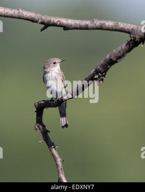 Spotted Flycatcher (Muscicapa striata).uccello selvatico in un habitat naturale. Russia, Rjazan Regione (Ryazanskaya oblast), il Prons Foto Stock