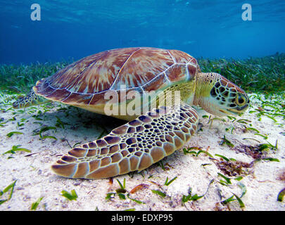 Tartaruga Verde in Belize a Hol Chan Riserva Marina Foto Stock