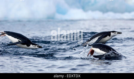 Pinguini chinstrap (Pygoscelis Antartide) porpoising sulla superficie dell'acqua in Antartide Foto Stock