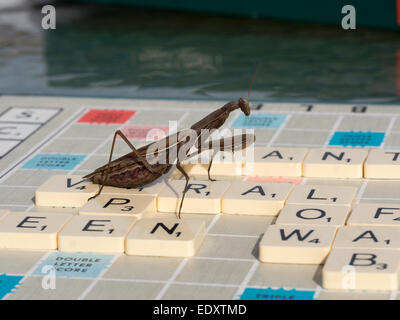 Una mantide religiosa si depositano sulla plastica lettere piastrellato di una scheda di Scrabble. Foto Stock