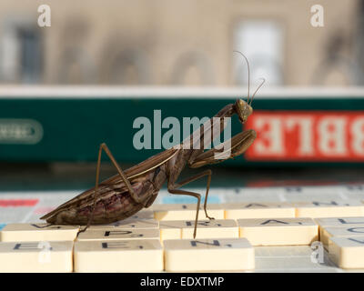 Una mantide religiosa si depositano sulla plastica lettere piastrellato di una scheda di Scrabble. Foto Stock