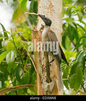 Australian rumoroso frate uccello, Filemone corniculatus, con materiale di nidificazione, una striscia di corteccia dalla Melaleuca tree di becco, sullo sfondo di un fogliame verde Foto Stock