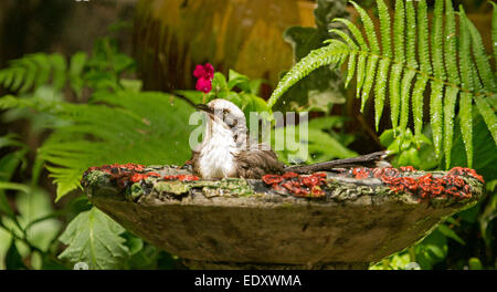 Australian grigio-incoronato babbler, Pomatostomus temporalis, in acqua di ornati in bagno uccelli sullo sfondo di felci e altre lussureggiante vegetazione Foto Stock