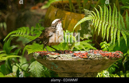 Australian grigio-incoronato babbler, Pomatostomus temporalis, sul bordo di ornati in bagno uccelli sullo sfondo di felci e altre lussureggiante vegetazione Foto Stock