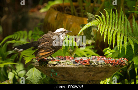 Australian grigio-incoronato babbler, Pomatostomus temporalis, sul bordo di ornati in bagno uccelli sullo sfondo di felci e altre lussureggiante vegetazione Foto Stock