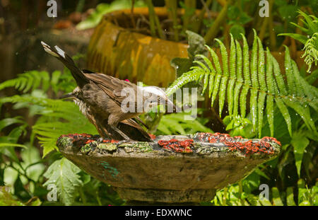 Australian grigio-incoronato babbler, Pomatostomus temporalis, sul bordo di ornati in bagno uccelli sullo sfondo di felci e altre lussureggiante vegetazione Foto Stock